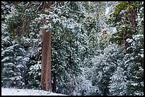 Forest with fresh snow, Valley of the Falls. Sand to Snow National Monument, California, USA ( color)