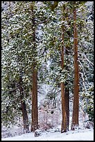 Pine trees with fresh snow, Valley of the Falls. Sand to Snow National Monument, California, USA ( color)