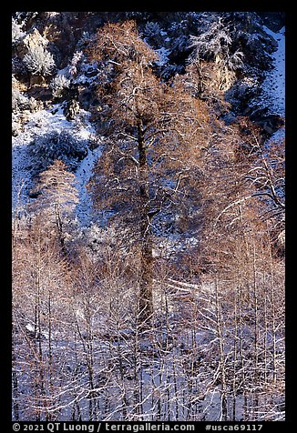 Trees and cliff with dusting of snow, Mill Creek Canyon. Sand to Snow National Monument, California, USA (color)