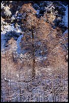 Trees and cliff with dusting of snow, Mill Creek Canyon. Sand to Snow National Monument, California, USA ( color)