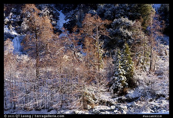 Trees and cliff with snow, Mill Creek. Sand to Snow National Monument, California, USA (color)