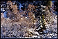 Trees and cliff with snow, Mill Creek. Sand to Snow National Monument, California, USA ( color)