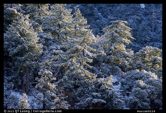 Trees on hillside with snow, Mill Creek. Sand to Snow National Monument, California, USA (color)