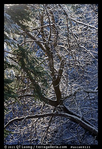 Backlit tree with snowy branches. Sand to Snow National Monument, California, USA (color)