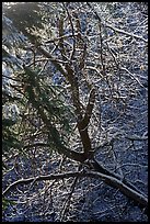 Backlit tree with snowy branches. Sand to Snow National Monument, California, USA ( color)