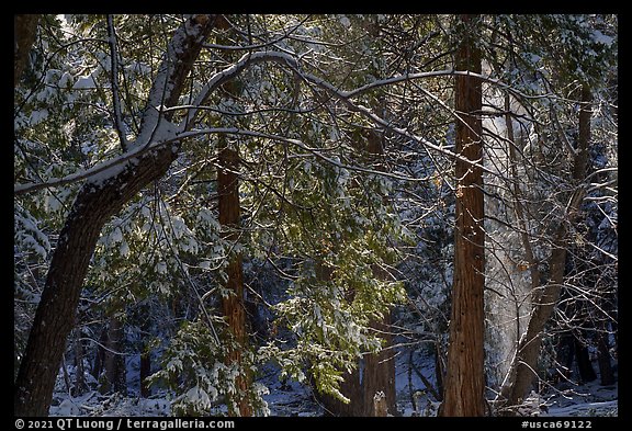 Forest with snow falling from trees, Mill Creek. Sand to Snow National Monument, California, USA (color)