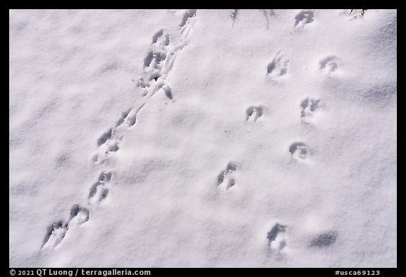 Animal tracks in snow. Sand to Snow National Monument, California, USA (color)