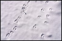 Animal tracks in snow. Sand to Snow National Monument, California, USA ( color)