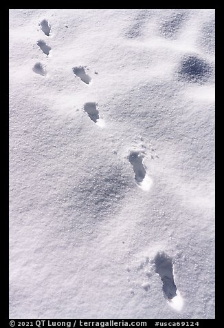 Tracks in fresh snow. Sand to Snow National Monument, California, USA (color)