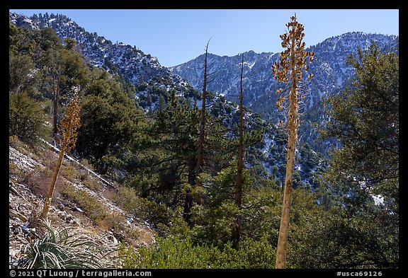 Dried yuccas and Yucaipa Ridge. Sand to Snow National Monument, California, USA (color)