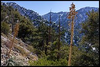 Dried yuccas and Yucaipa Ridge. Sand to Snow National Monument, California, USA ( color)