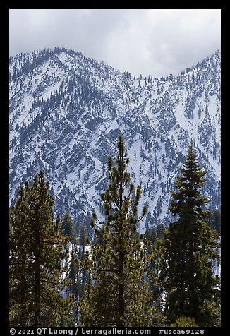 Pines and snowy Yucaipa Ridge, San Gorgonio Wilderness. Sand to Snow National Monument, California, USA (color)