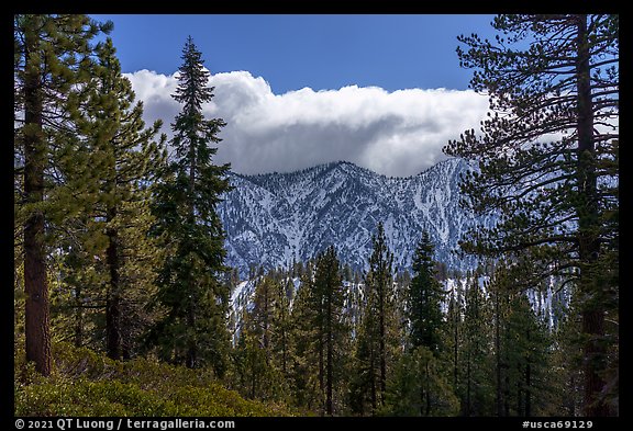 Pine forest and cloud-capped, snowy Yucaipa Ridge. Sand to Snow National Monument, California, USA (color)