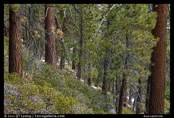 Fir forest with understory of manzanita and ceanothus. Sand to Snow National Monument, California, USA (color)