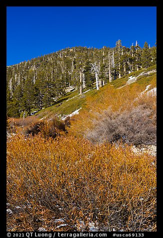 Willows and limber pines, High Creek, San Gorgonio Wilderness. Sand to Snow National Monument, California, USA (color)