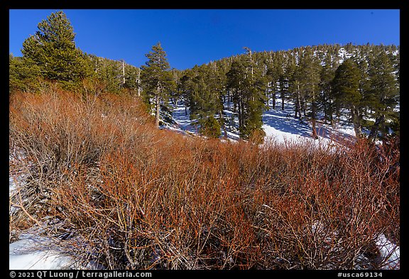 Willows and pine forest in winter, High Creek. Sand to Snow National Monument, California, USA (color)