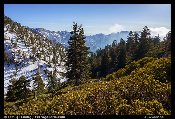 Mazanita and fir on San Gorgonio Mountain in winter. Sand to Snow National Monument, California, USA (color)