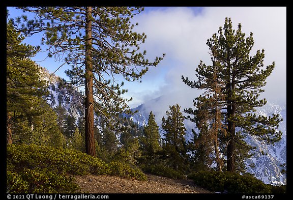 Pine trees and clouds obscuring Yucaipa Ridge, San Gorgonio Wilderness. Sand to Snow National Monument, California, USA (color)