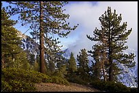 Pine trees and clouds obscuring Yucaipa Ridge, San Gorgonio Wilderness. Sand to Snow National Monument, California, USA ( color)