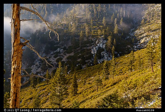 San Gorgonio Mountain slopes with forest. Sand to Snow National Monument, California, USA (color)