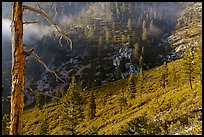 San Gorgonio Mountain slopes with forest. Sand to Snow National Monument, California, USA ( color)