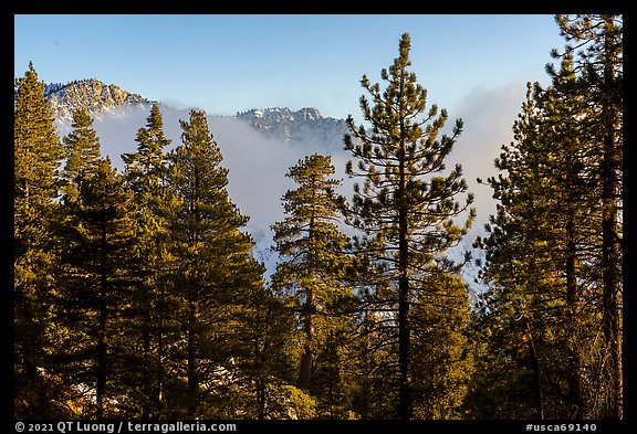 Pine trees and Galena Peak emerging from low clouds. Sand to Snow National Monument, California, USA