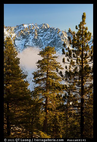 Pine trees, low clouds, and Galena Peak in winter. Sand to Snow National Monument, California, USA (color)