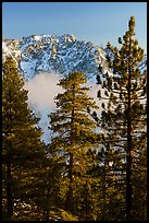 Pine trees, low clouds, and Galena Peak in winter. Sand to Snow National Monument, California, USA ( color)