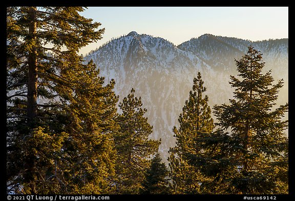 Pine trees and Yucaipa Ridge at sunset, San Gorgonio Mountain. Sand to Snow National Monument, California, USA (color)