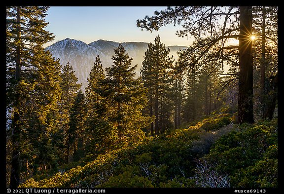 Forest with Yucaipa Ridge and sun, San Gorgonio Wilderness. Sand to Snow National Monument, California, USA (color)
