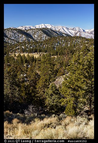 Pine forest and snowy San Gorgonio range near Onyx Summit. Sand to Snow National Monument, California, USA (color)