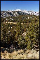 Pine forest and snowy San Gorgonio range near Onyx Summit. Sand to Snow National Monument, California, USA ( color)