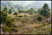 Mix of shrubs and trees on coastal terraces. Cotoni-Coast Dairies Unit, California Coastal National Monument, California, USA ( color)