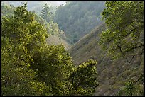 Steep ravine. Cotoni-Coast Dairies Unit, California Coastal National Monument, California, USA ( color)