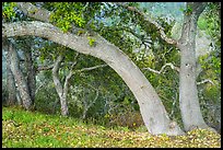 Coast live oaks on edge of canyon. Cotoni-Coast Dairies Unit, California Coastal National Monument, California, USA ( color)