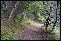 Path in forest. Cotoni-Coast Dairies Unit, California Coastal National Monument, California, USA ( color)