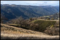 View from Steer Ridge, Henry Coe State Park. California, USA ( color)