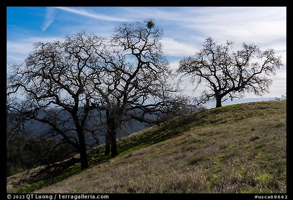 Oak trees on Steer Ridge in early winter, Henry Coe State Park. California, USA (color)