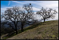 Oak trees on Steer Ridge in early winter, Henry Coe State Park. California, USA ( color)
