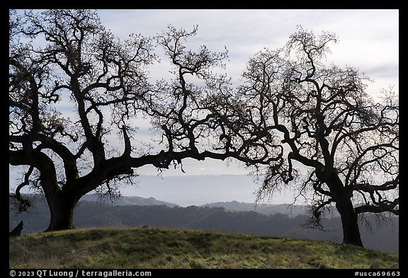 Two bare oak trees on Steer Ridge, Henry Coe State Park. California, USA (color)
