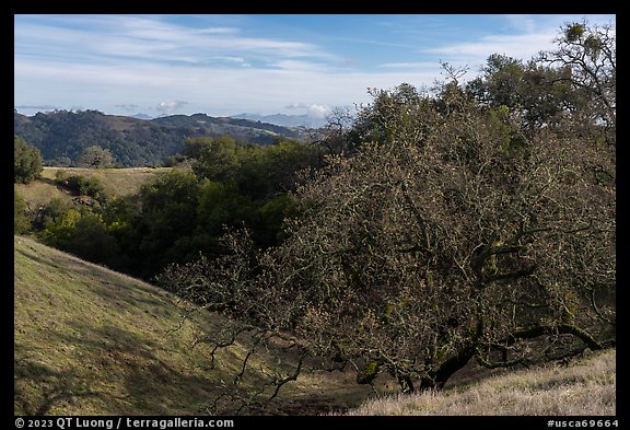 Trees and hills in early winter from Steer Ridge, Henry Coe State Park. California, USA (color)