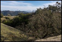 Trees and hills in early winter from Steer Ridge, Henry Coe State Park. California, USA ( color)