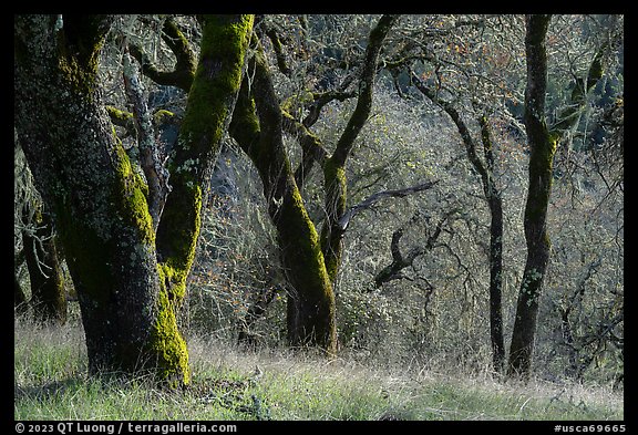 Moss-covered trees, Steer Ridge, Henry Coe State Park. California, USA (color)
