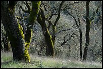 Moss-covered trees, Steer Ridge, Henry Coe State Park. California, USA ( color)