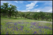 Blue Royal Larkspurs wildflowers in meadow, Zim Zim Creek. Berryessa Snow Mountain National Monument, California, USA ( color)