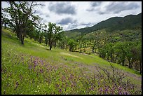 Hairy Vetch wildflowers on slope above Zim Zim Creek. Berryessa Snow Mountain National Monument, California, USA ( color)