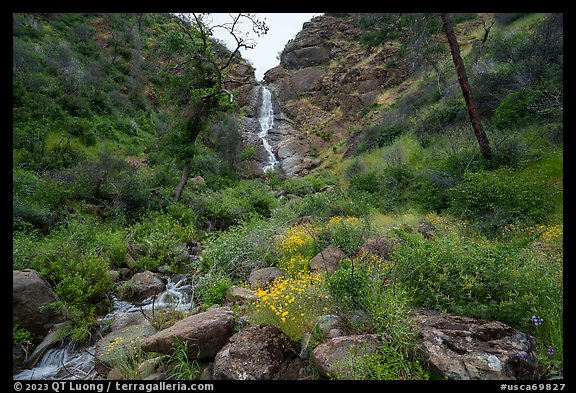 Sunflowers at the base of Zim Zim Fall. Berryessa Snow Mountain National Monument, California, USA (color)