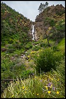 Wildflowers at the base of Zim Zim Fall. Berryessa Snow Mountain National Monument, California, USA ( color)