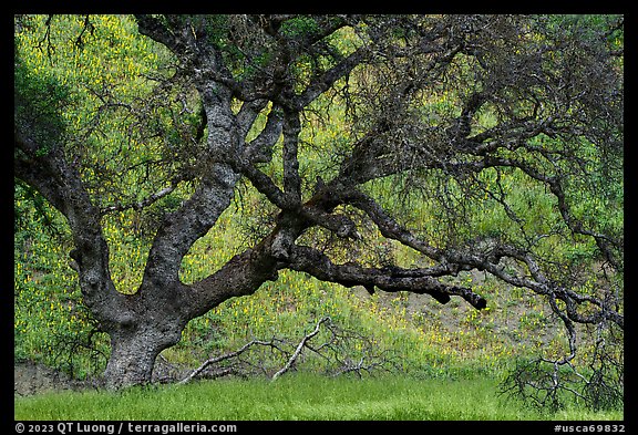 Old oak tree and yellow lupine. Berryessa Snow Mountain National Monument, California, USA