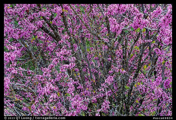 Redbud tree in bloom. Berryessa Snow Mountain National Monument, California, USA (color)